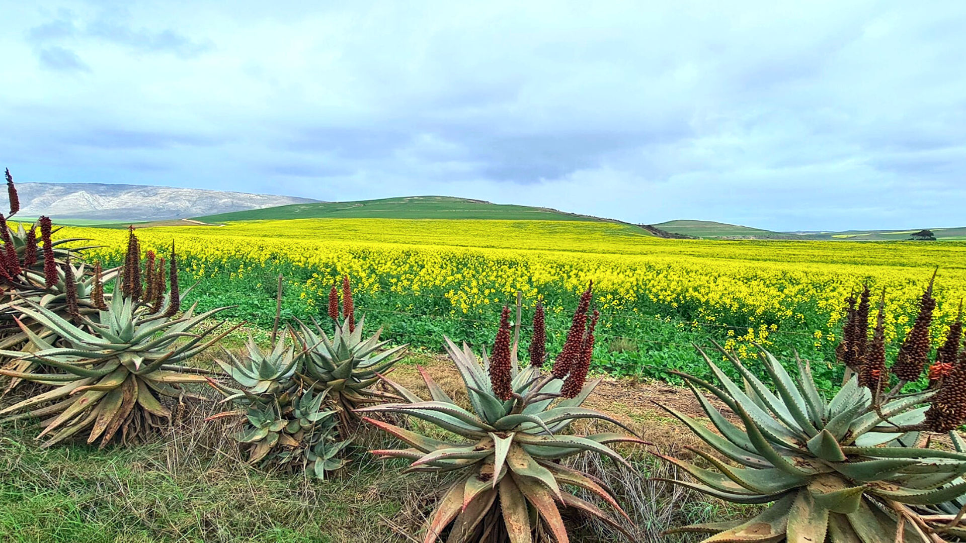 Exclusive Breede River accommodation - Renosterveld Eco Pods